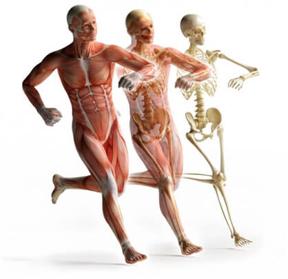 muscle-structure