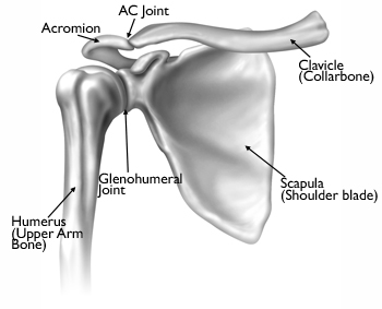 bones+of+the+shoulder
